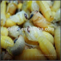 Lyophilized bee Larva Powder